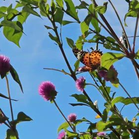 2024/10/30    蝶々が舞うの画像