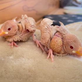 クリーム文鳥さんが来ました！！の画像