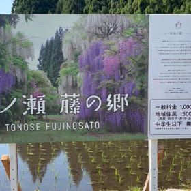 秋田県大館市日帰りドライブ①　「花」のサムネイル画像