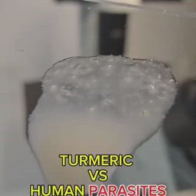 ターメリック　johntrump17/330008の画像