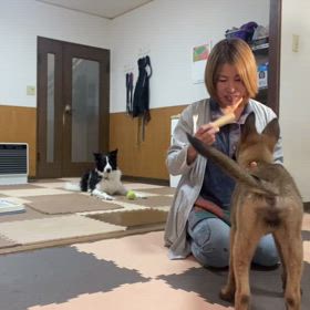 ドックランの遊びが悪影響に…の画像