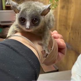 ショウガラゴ　ベビーの画像