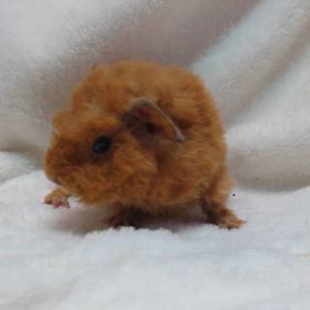 ご家族様募集のテディモルモットくん♂！の画像