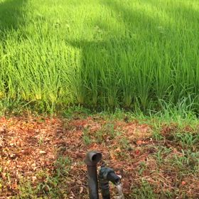 湯沢に夕立が降るの画像