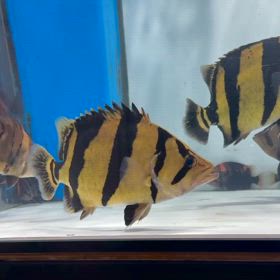 完品シャムタイガー祭り！これが王国の最上級虎魚！の画像