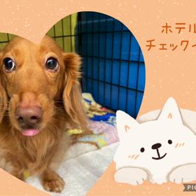 DOGXDOG  ペットホテルの画像