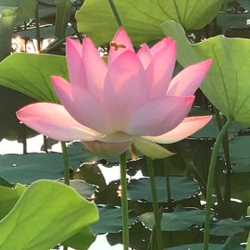 KIN114   白い魔法使い　赤い蛇　音10の画像