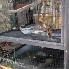 京都市動物園その③の画像