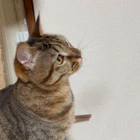 2024/04/17     おはよう、ちゃい❣️の画像