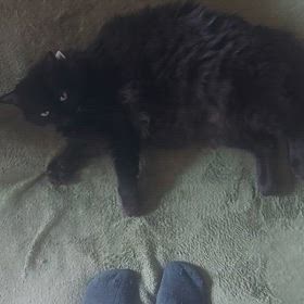 感が鋭いネコの画像