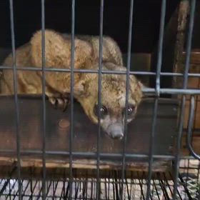 アレンオリンゴの画像