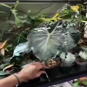 秦野興毅様 アロカシア ヴェノム&クプレア 2024/10/30 | Hana.Green.Works 観葉植物専門店