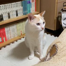 寄り添うニャンコと自転車追うワンコの画像