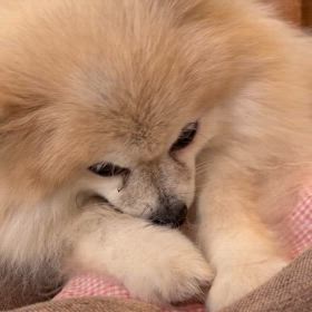 可愛い♡動画の画像