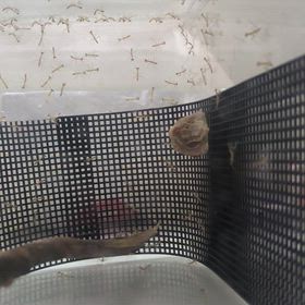 何気ない日々と生命の誕生の画像