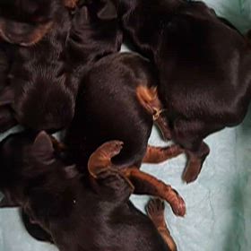 6っ子ちゃん誕生の画像