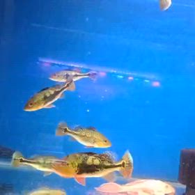 漆黒の闇魚！キクラモノクルス スーパーブラック輸入します！の画像