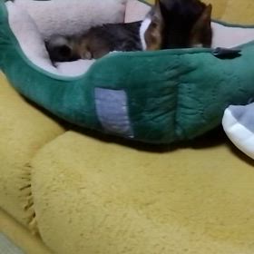 昨日からのちびしまくんの画像