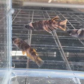 ようこそ✨新しい子達の画像