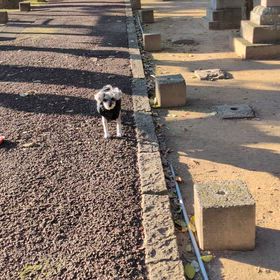 愛犬マギーと初詣の画像