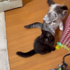 子猫ちゃん達元気ですの画像