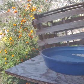 すぎぴたんの事件簿シーズン3　461話（久しぶり、ヤマガラ、シジュウカラ）の画像