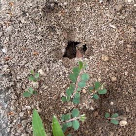 翌日のアリの巣の画像