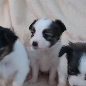 子犬ちゃんの動画ですの画像