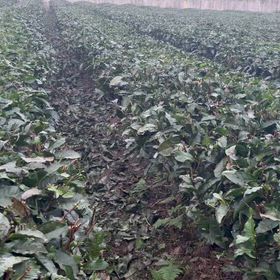 ㄧ年ㄧ度茶樹修整開始了，依照傳統在冬至前後修剪。の画像