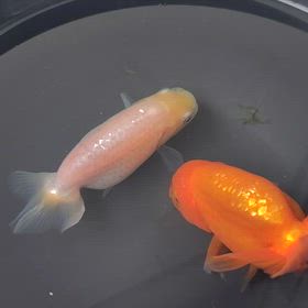 金魚くん-その2-の画像