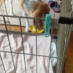 朝の散歩へ～の画像