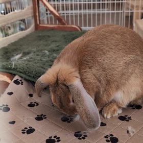 潰瘍性大腸炎の性なのか、それとも…の画像