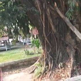 ㉚ラオス ビエンチャン 子猫たちとの画像