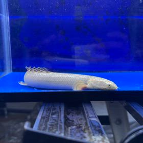 史上最高額のプラチナオルナティ！発送完了しました！の画像