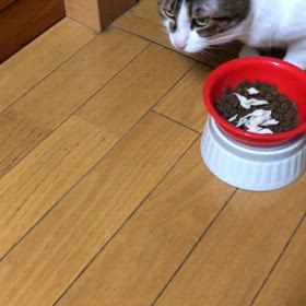 もしや皆んな私と同じ考え？フードに紅麹色素…自分で作ろうと！話がわかるにゃ動画の画像