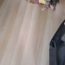 ”拾得物となった命①”の画像