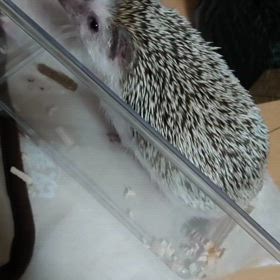 汗疹かな？かぶれがひどくて辛いよねの画像