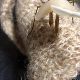 ハックション！ごめんね。カマ母さん可愛いね。の画像