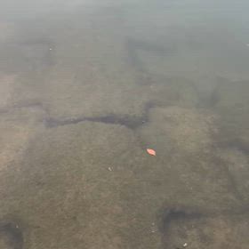 スイムテストのはずがの画像