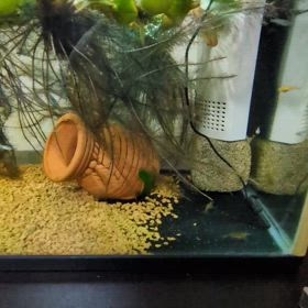 　すくすくと育つ、めだかの画像