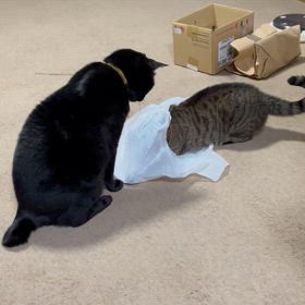 じじにいちゃんとちゃいたん　バトル勃発！の画像