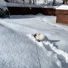 サラサラ雪たまら〜んプーくんでしたの画像
