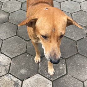 カンボジア　シェムリアップのワンチャンの画像