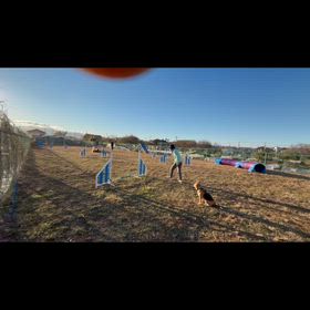 初めてのアジリティの画像