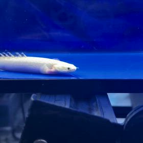 プラチナオルナティ完品 販売個体のご紹介！！の画像