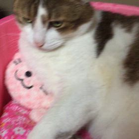 桃太郎の動画の画像