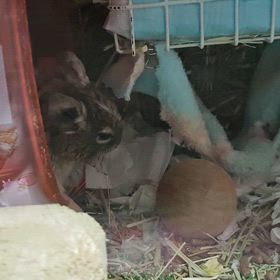 デグーさん♡ふうChan(７歳２ヶ月)  くるくるでオシャレちゅう♪☆2025.12.31(水)の画像