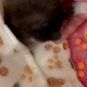 初病院と初爪切りの画像