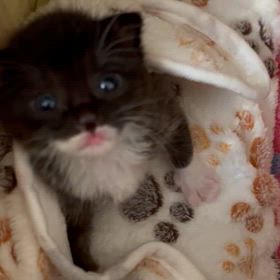 生後14日目(ミルボラ4日目✎ღ)の画像