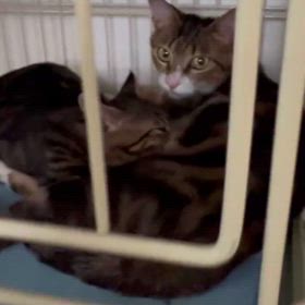 甘えん坊クレアの画像